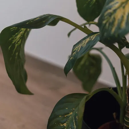 77 - Village I דירה *